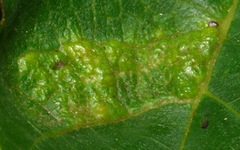 Aceria erinea