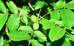Aceria erinea