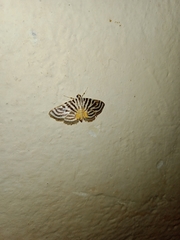 Dichocrocis rigidalis