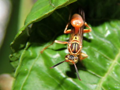 Mischocyttarus angulatus