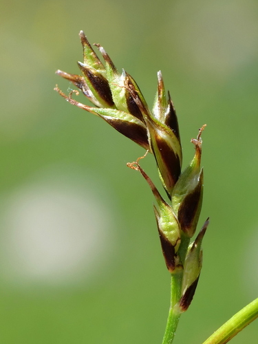 Image of Carex sempervirens by (c) Wolfgang Jauch, some rights reserved (CC BY)