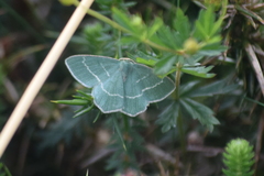Chlorissa cloraria