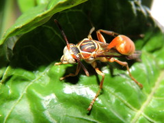 Mischocyttarus angulatus