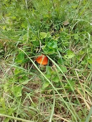 Amanita parcivolvata