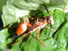 Mischocyttarus angulatus