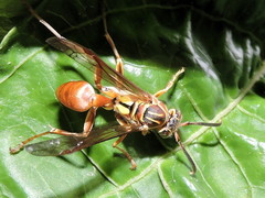 Mischocyttarus angulatus
