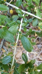 Ceanothus lemmonii