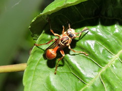 Mischocyttarus angulatus