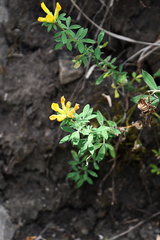 Cytisus decumbens