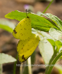 Eurema hecabe solifera