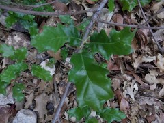 Quercus gravesii