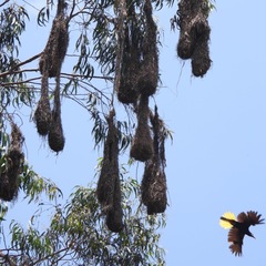 Psarocolius montezuma