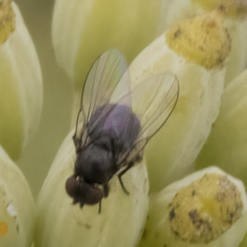 photo of Freeloader Flies (Milichiidae)