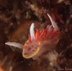 Diaphorodoris papillata