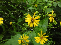 Bombus griseocollis