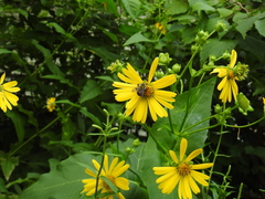 Bombus griseocollis