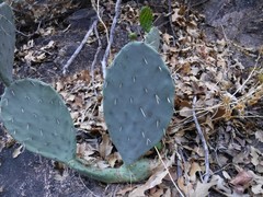 Opuntia chisosensis