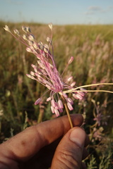 Allium praescissum