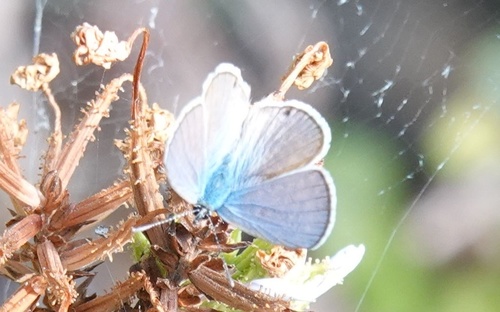 photo of Marine Blue (Leptotes marina)