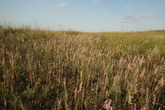 Allium praescissum