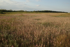 Allium praescissum
