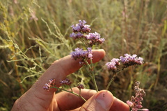 Limonium tomentellum