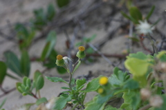 Senecio carnosus