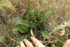 Limonium tomentellum