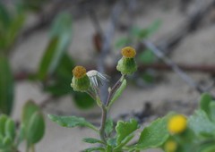 Senecio carnosus