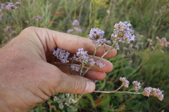 Limonium tomentellum