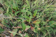 Limonium tomentellum