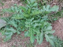 Tracheophyta