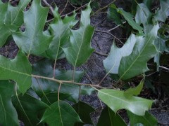 Quercus gravesii