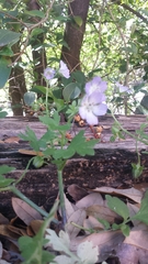 Nemophila phacelioides