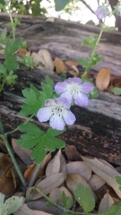 Nemophila phacelioides