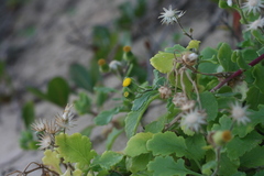Senecio carnosus