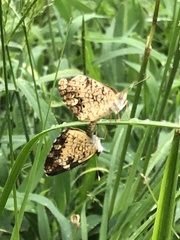 Phyciodes phaon