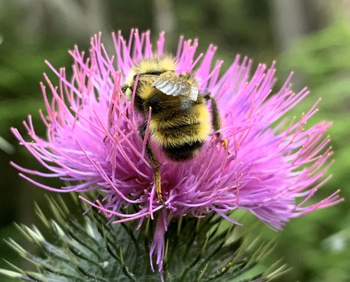 Yellowish Cuckoo Bumble bee
