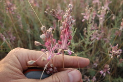 Allium praescissum