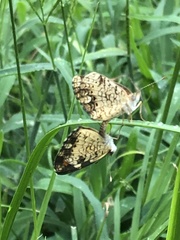 Phyciodes phaon