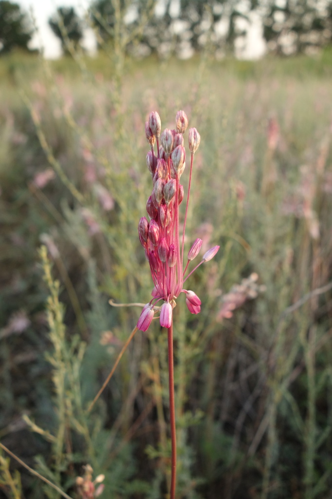 Allium praescissum
