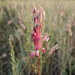 Allium praescissum - Photo Sem direitos reservados, uploaded by Aleksey Baushev