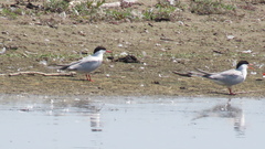Sterna hirundo