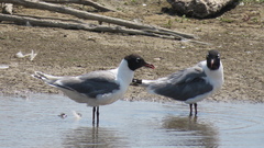 Leucophaeus pipixcan