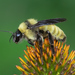 American Bumble Bee - Photo (c) rmaum, some rights reserved (CC BY-NC)