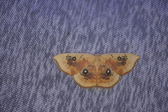 Cyclophora albiocellaria