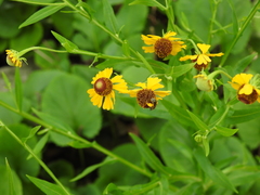 Halictus