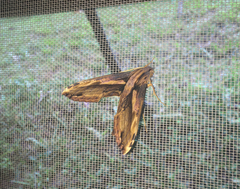 Xylophanes ceratomioides