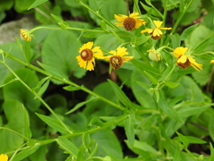 Halictus