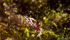 Facelinopsis marioni